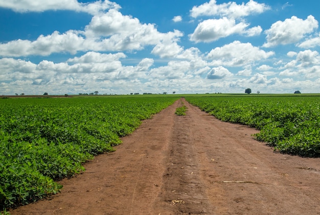 Nature de la plantation d&#39;arachides