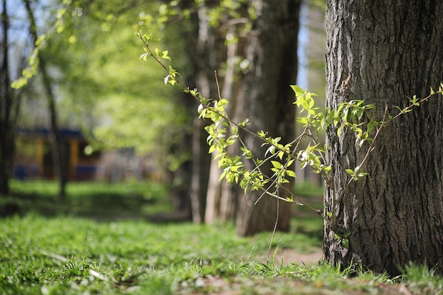 Nature printanière. Feuilles et buissons avec les premières feuilles vertes dans le parc au printemps. Feuilles vertes sur les branches au printemps.