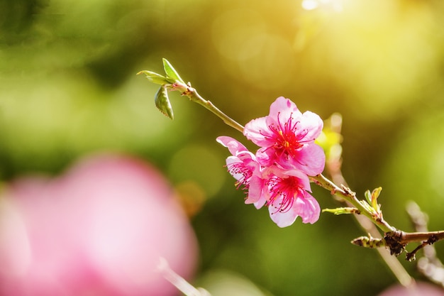 Nature printanière, fleur de pêcher, fleurs roses sur des branches par une journée ensoleillée, belle carte postale.