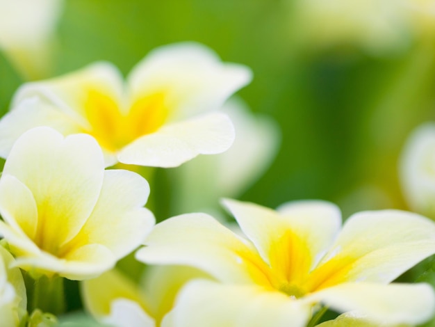 Nature printemps et fleur avec primevère blanche et jaune dans un jardin ou un environnement naturel arrière-plan Campagne d'été et croissance des plantes dans le champ de la nature par un matin de printemps lumineux et ensoleillé