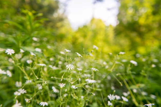 nature printemps herbe texture de fond