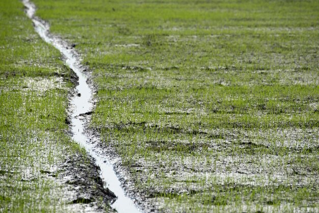 Nature de la rizière sur rizière