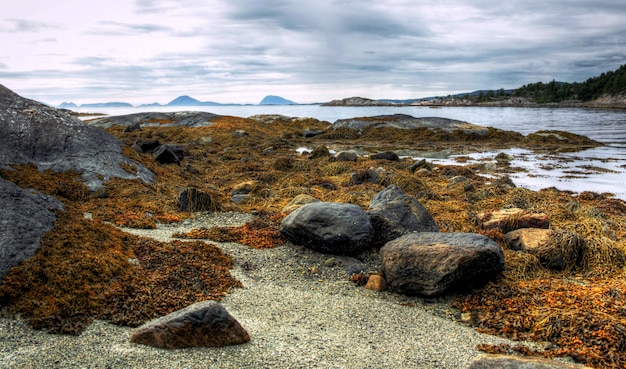 Nature rugueuse dans le paysage norvégien en été