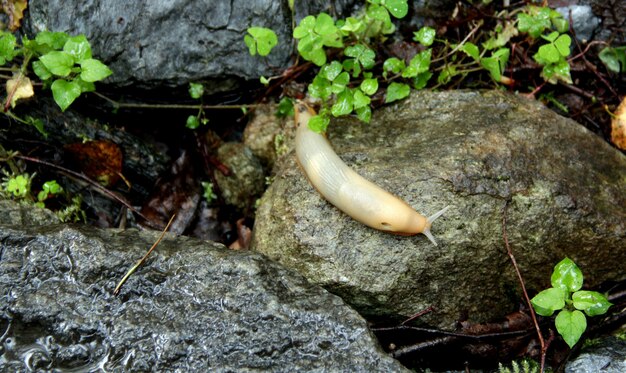 Nature rugueuse dans le paysage norvégien