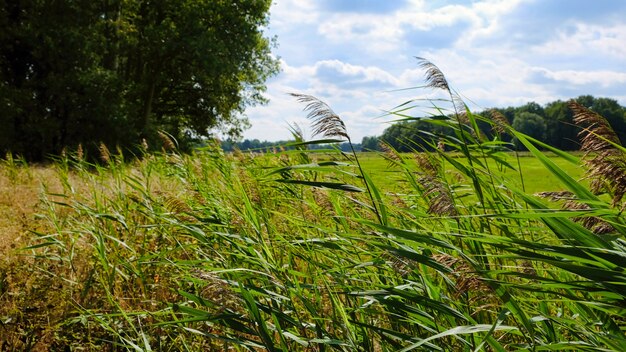 Nature rurale hollandaise