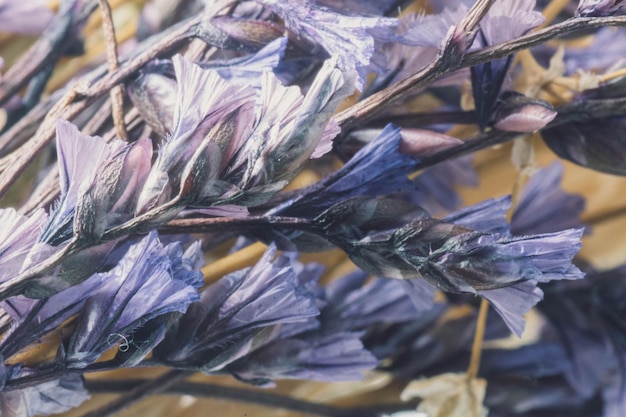 Nature's Artefacts Macro Shot d'affichage de fleurs séchées