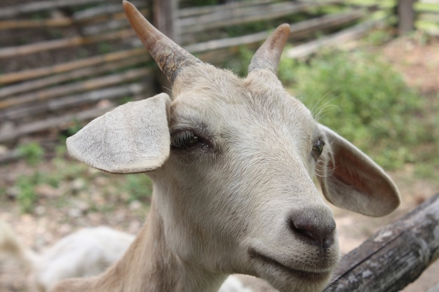 nature sauvage des animaux