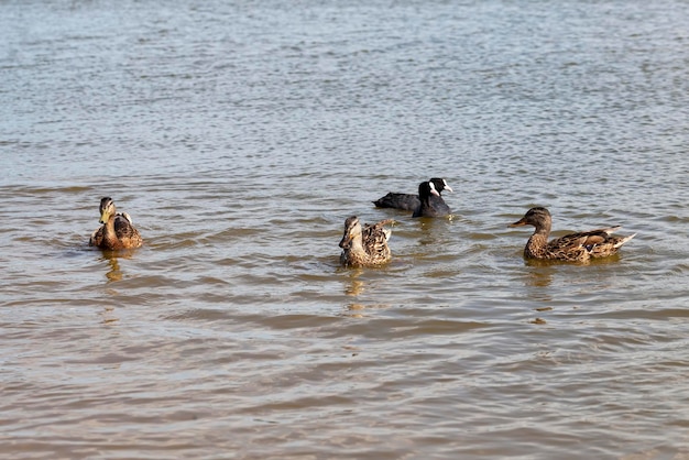 Nature sauvage avec canards de sauvagine, petits canards sauvages au printemps ou en été dans la nature, beaux canards sauvages dans la nature dans le lac