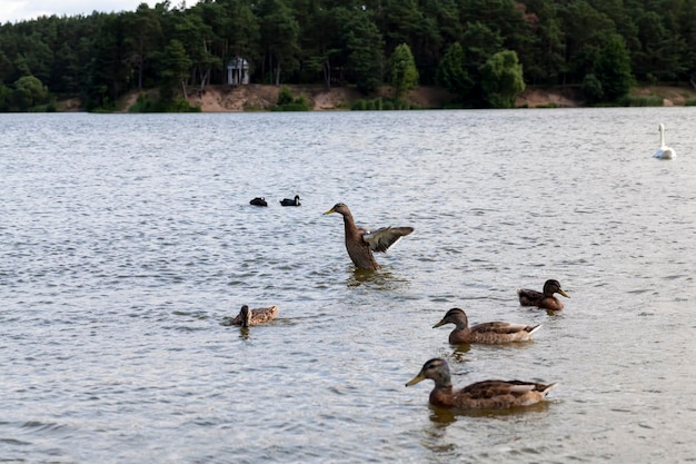 Nature sauvage avec canards de sauvagine, petits canards sauvages au printemps ou en été dans la nature, beaux canards sauvages dans la nature dans le lac