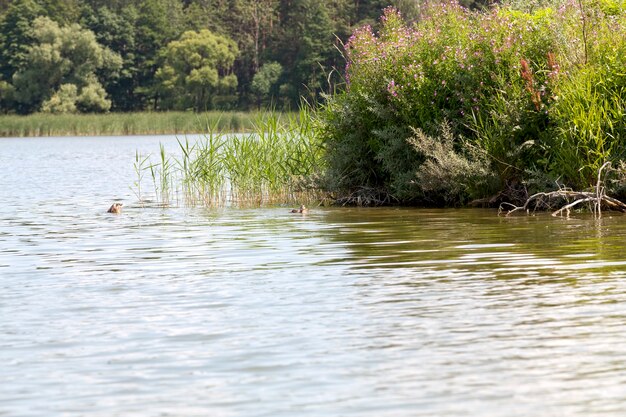 Nature sauvage avec vol et sauvagine