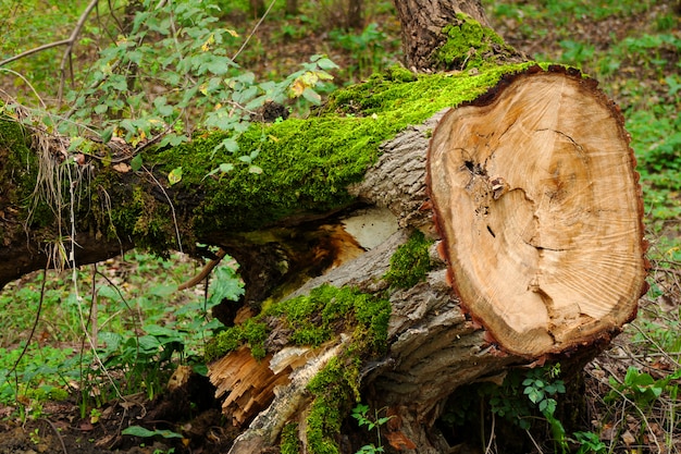 La nature se régénère