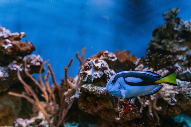 Une nature sous-marine magnifique Une vie océanique incroyablement colorée