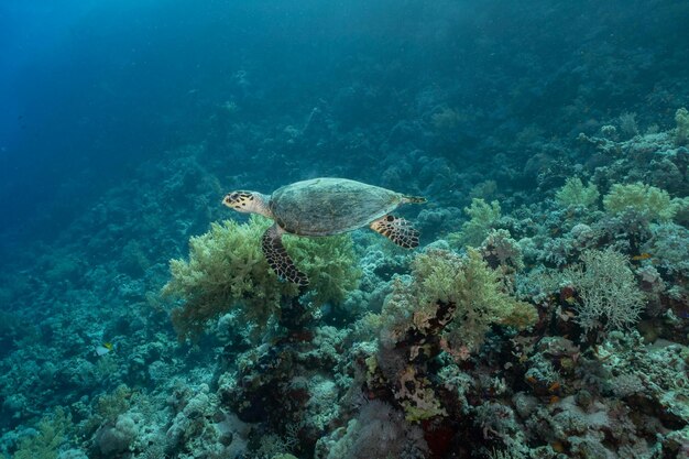 Une nature sous-marine magnifique Une vie océanique incroyablement colorée