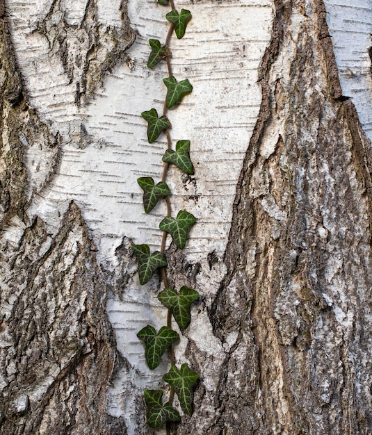 nature texture fond bouleau arbre plante flore conception