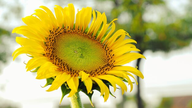 Nature tournesol dans le jardin