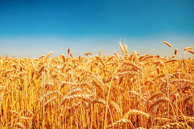 Nature Ukraina drapeau pré blé sous le ciel