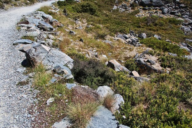 La nature de la vallée de Hooker en Nouvelle-Zélande