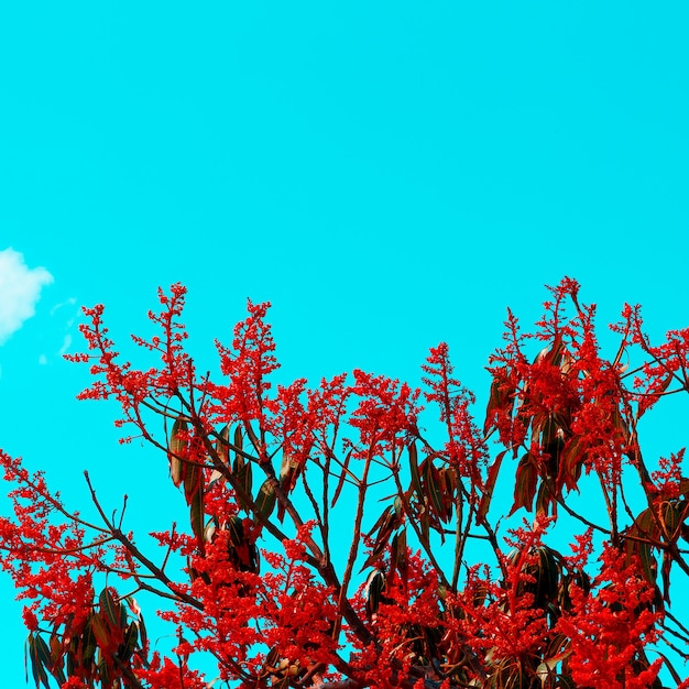 Nature végétale rouge tropicale. les îles Canaries