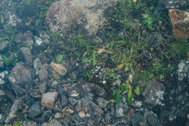 Nature de la végétation verte et des pierres dans l'eau claire