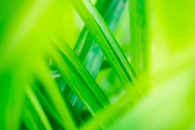 nature vert feuilles sur fond d&#39;arbre de verdure floue avec la lumière du soleil dans le parc public de jardin