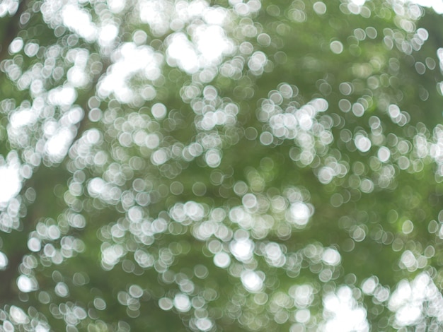 nature verte fond abstrait de la feuille vent souffle dans la forêt, bokeh vert hors d&#39;horizon de la forêt naturelle