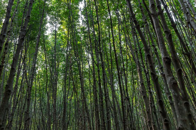 Nature verte la forêt de mangrove province de Rayong Thaïlande