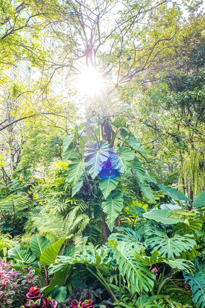 Nature verte de fougère et d'arbres dans un jardin tropical