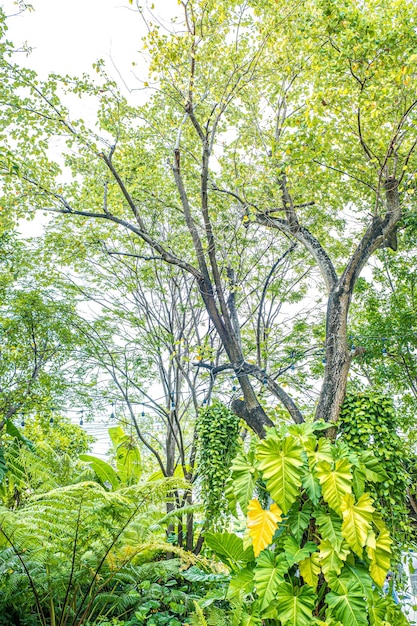 Nature verte de fougère et d'arbres dans un jardin tropical