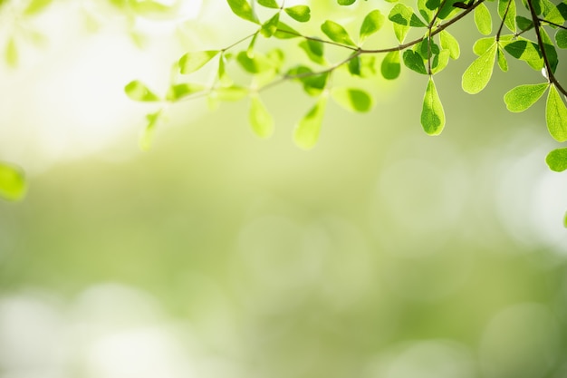 Nature vue feuille verte sur verdure floue sous la lumière du soleil