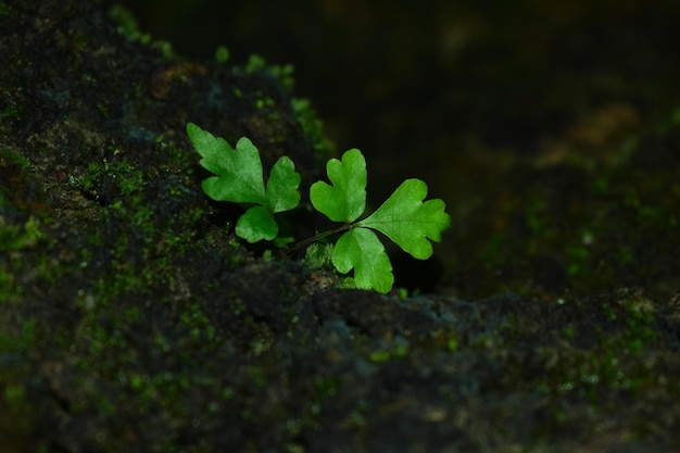 la nature vue