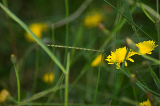 la nature