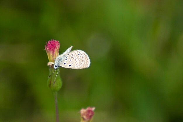 la nature