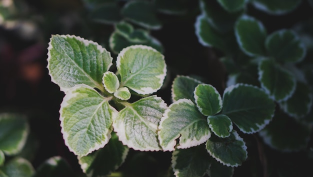 Naturel de feuille verte dans le jardin avec des plantes floues blackgroundgreen paysage frais écologie wal