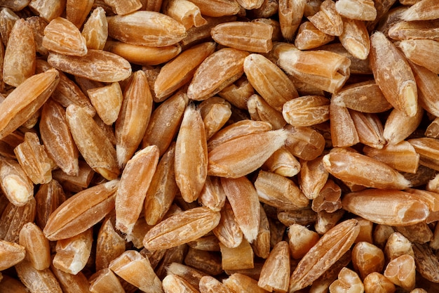 Naturel, grain, céréales, gros plan