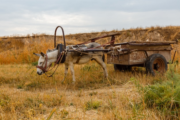 Âne attelé à un chariot en fer se dresse dans un pré