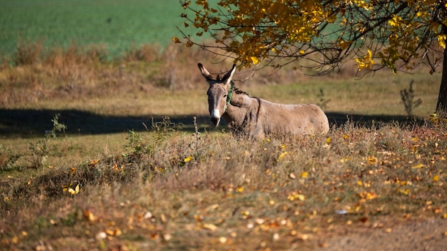 Âne couché sur l'herbe