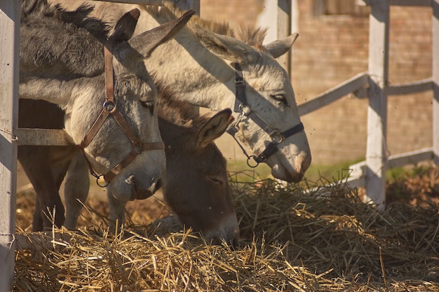 Âne dans l'enclos de la ferme en été