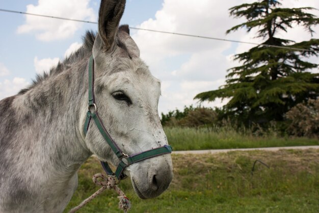 Âne dans une ferme italienne typique