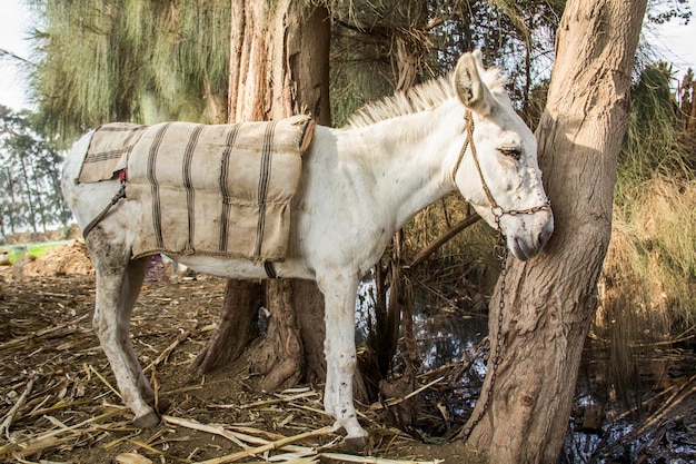 Âne dans un village égyptien traditionnel près du Caire, Egypte