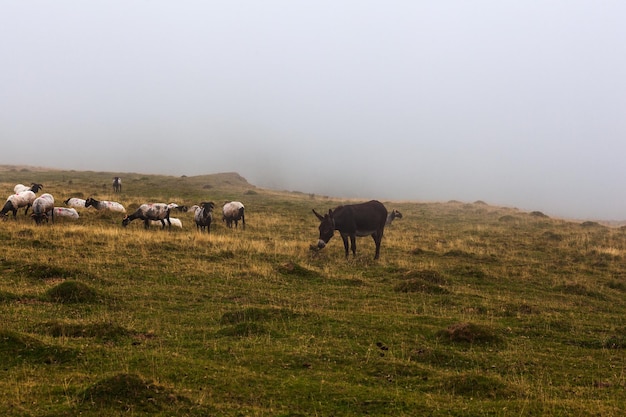 Âne debout sur terre brumeuse Pyrénées françaises