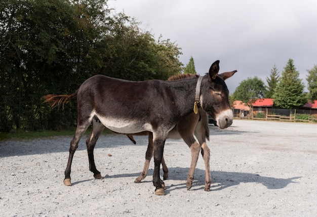 Âne espagnol en liberté dans un parc de soins de l'espèce