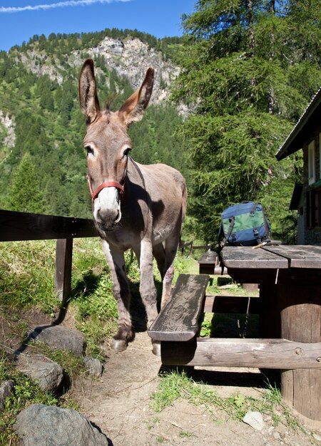 Âne libre sur les Alpes italiennes, regardant la caméra