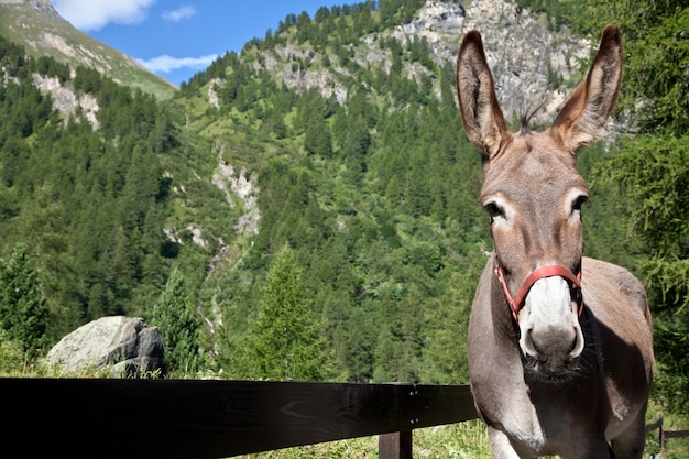 Âne libre sur les Alpes italiennes, regardant la caméra