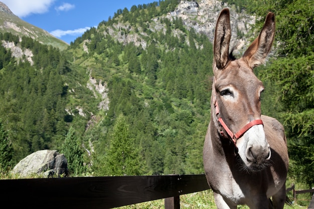 Âne libre sur les Alpes italiennes, regardant la caméra