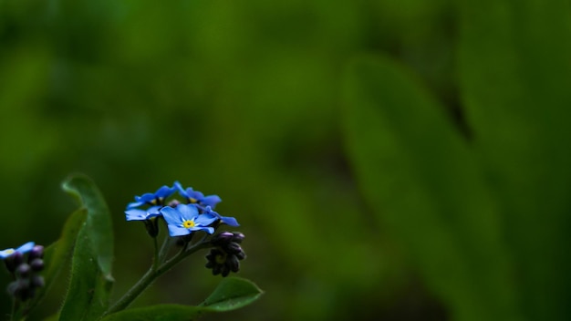 ne m'oublie pas fleur bleue