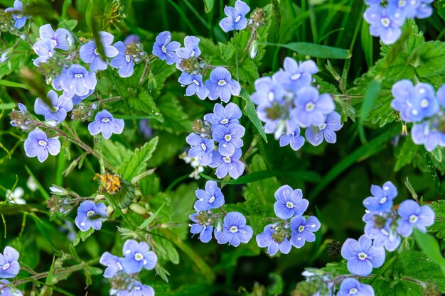 ne m'oublie pas fleurs fleurs bleues myosotis dans le jardin