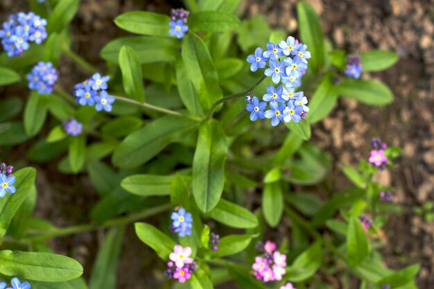 ne m'oubliez pas les fleurs fraîches avec vue de haut en gros plan