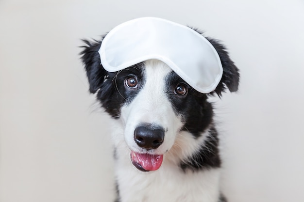 Ne me dérange pas, laisse-moi dormir. Border collie de chien chiot souriant mignon drôle avec un masque pour les yeux endormi isolé sur fond blanc. Repos, bonne nuit, sieste, insomnie, relaxation, fatigue, concept de voyage.