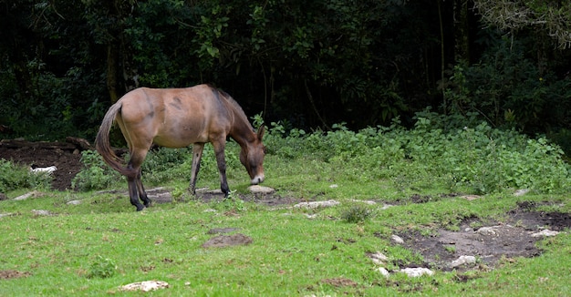 Âne, pâturage, vert, herbe