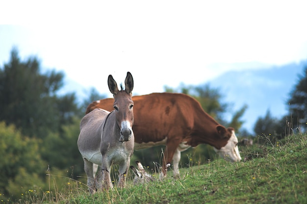 Âne près de la vache au pâturage dans le nord de l'Italie